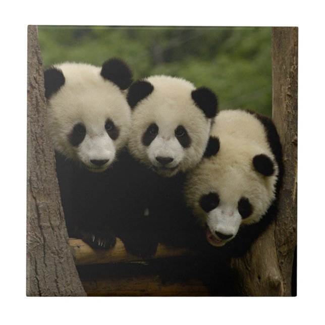 Bebês panda gigantes Ailuropoda melanoleuca) (Frente)