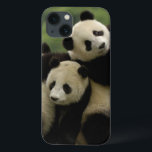 Bebês panda gigantes Ailuropoda melanoleuca)<br><div class="desc">Famílias de bebês panda gigantes (Ailuropoda melanoleuca): Centro de Conservação e Investigação de Ailuropodidae Wolong China para o Giant Panda na província de Wolong Reserve Sichuan CHINA � Pete Oxford / DanitaDelimont.com</div>