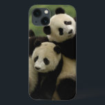 Bebês panda gigantes Ailuropoda melanoleuca)<br><div class="desc">Famílias de bebês panda gigantes (Ailuropoda melanoleuca): Centro de Conservação e Investigação de Ailuropodidae Wolong China para o Giant Panda na província de Wolong Reserve Sichuan CHINA � Pete Oxford / DanitaDelimont.com</div>