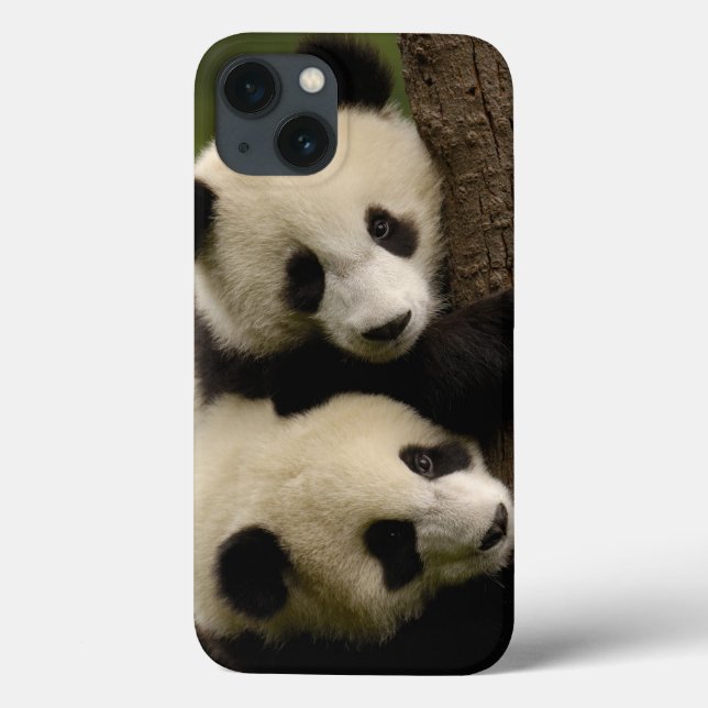 Bebês panda gigantes (Ailuropoda melanoleuca) 2 (Verso)