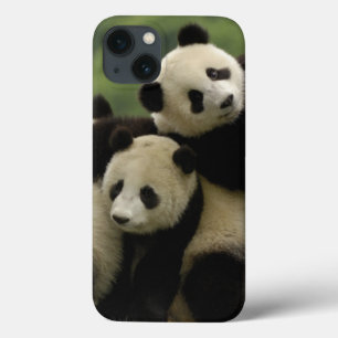 Bebês panda gigantes Ailuropoda melanoleuca) 4