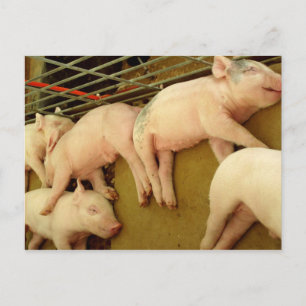 Bebês porcos - Cartão postal