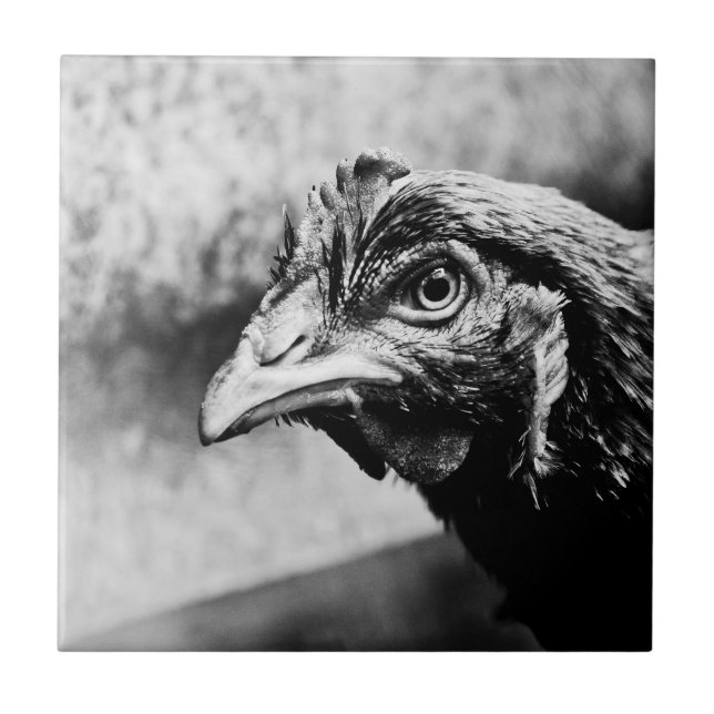 bebidas espirituosas e galinhas (Frente)