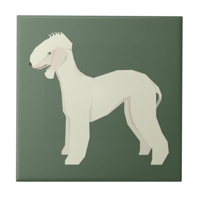 Bedlington Terrier (Frente)