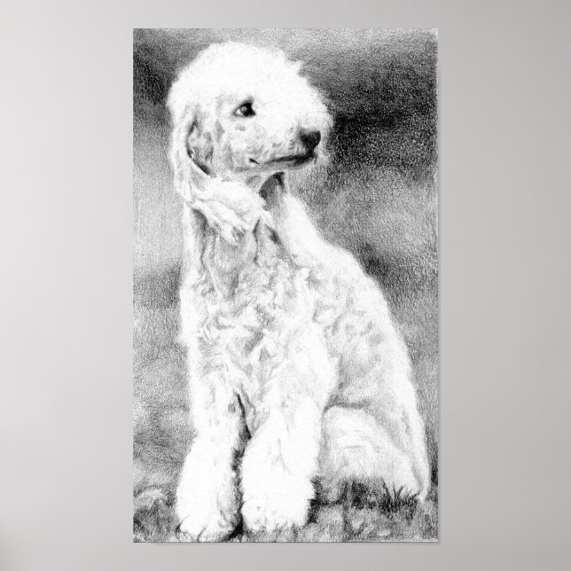 Bedlington Terrier Dog Portrait Poster Impressão (Frente)