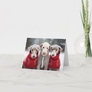 Bedlington Terriers em Cartão de Suéteres de Natal