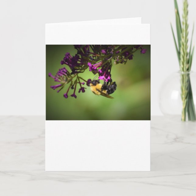 Bee, cartão (Frente)