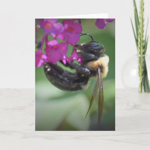 Bee, cartão