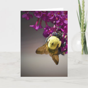 Bee, cartão