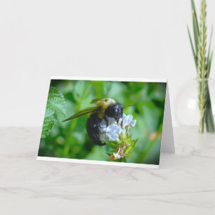 Bee, cartão