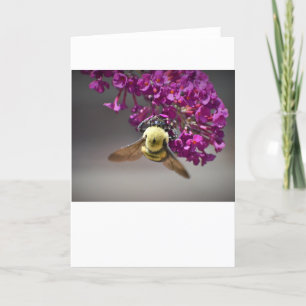Bee, cartão