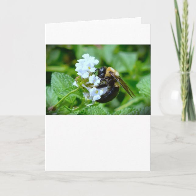 Bee, cartão (Frente)