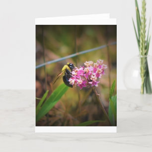 Bee, cartão