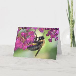 Bee, cartão