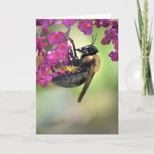Bee, cartão (Frente)