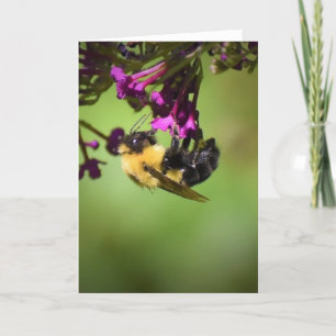 Bee, cartão