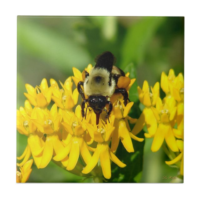 Bee Feasting on Butterfly Weed Wildflowers (Frente)