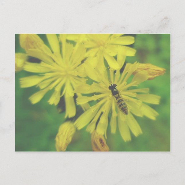 Bee Fly no cartão postal Hawkweed (Frente)