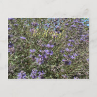 Bee Happy! Cartão postal Cleveland Sage