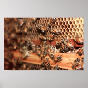 Bee Hive Poster