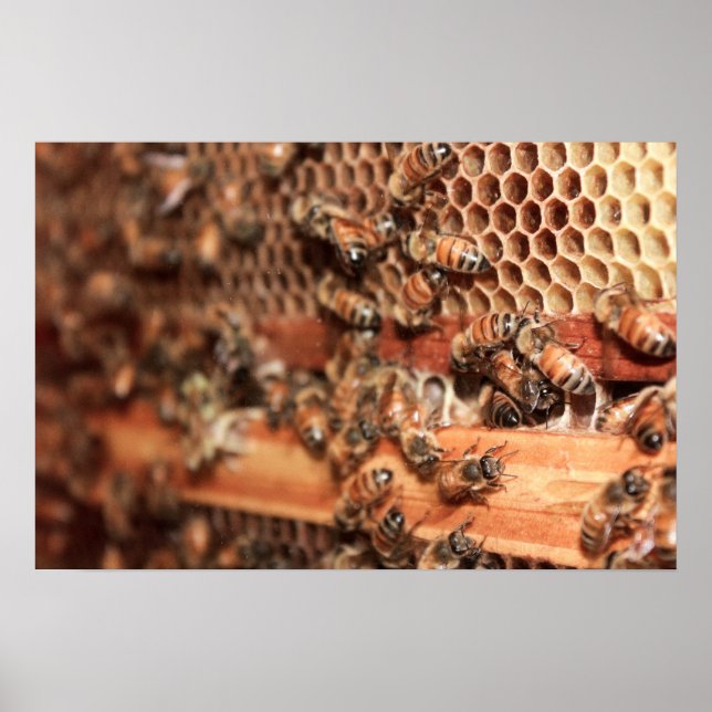 Bee Hive Poster (Frente)
