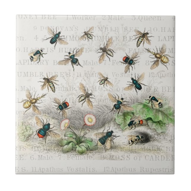 Bee Honey Queen Bees Antique (Frente)