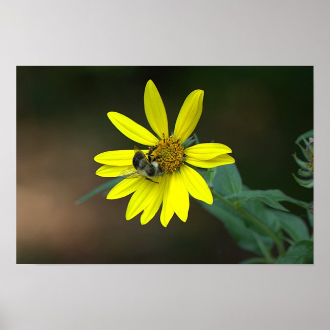 Bee on Yellow Wildflower Poster (Frente)