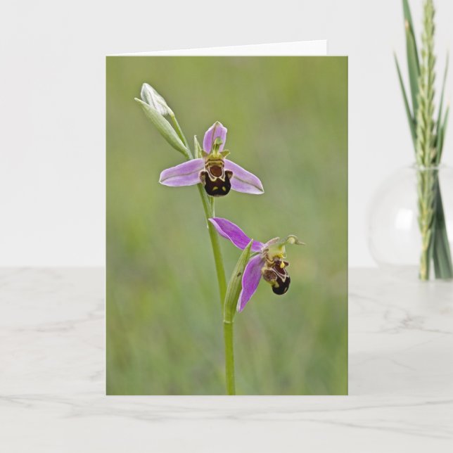 Bee Orchid - Cartão Saudável (Frente)