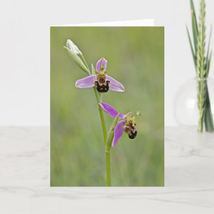 Bee Orchid - Cartão Saudável
