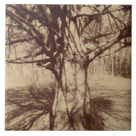 Beech Tree (por Eugène Atget)