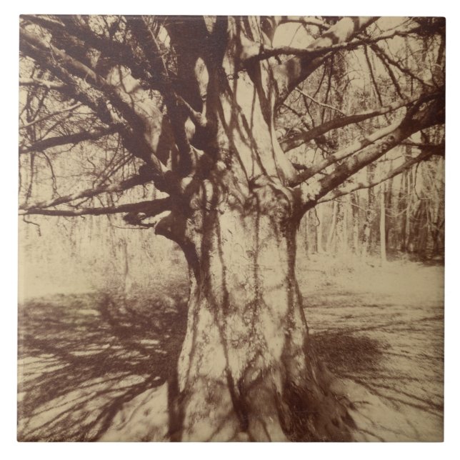 Beech Tree (por Eugène Atget) (Frente)