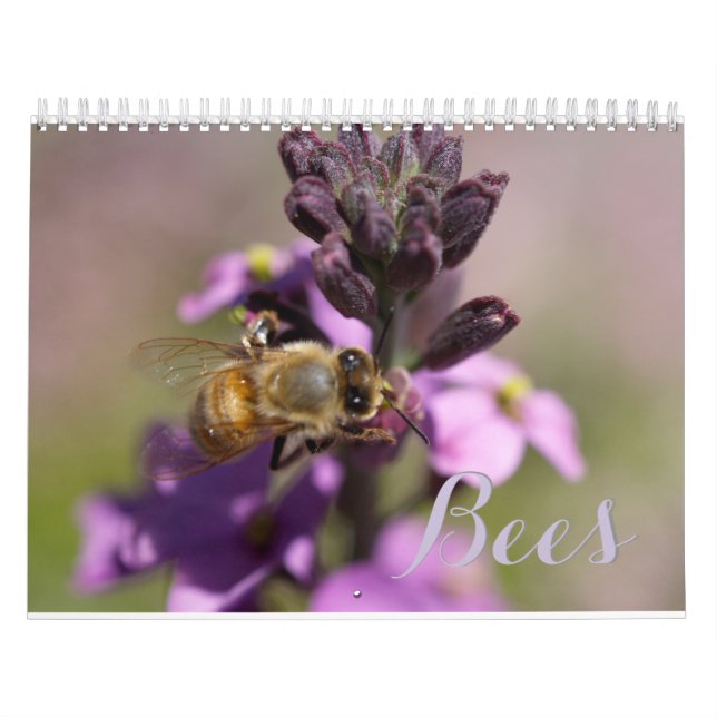 BEES MORREM CALENDÁRIOS (Capa)