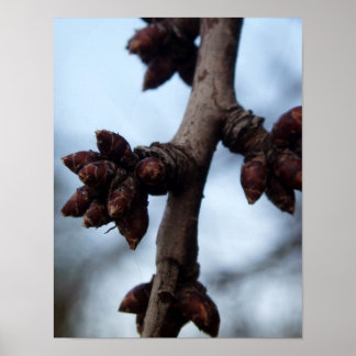 Before the Blossom Poster