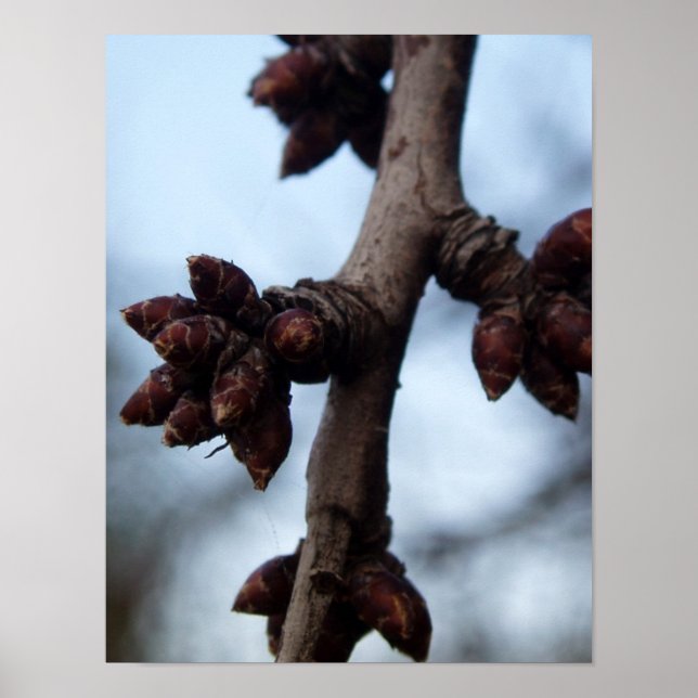 Before the Blossom Poster (Frente)