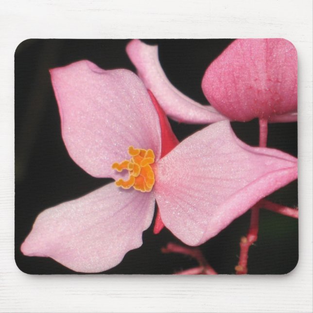 Begónia cor-de-rosa Mousepad (Frente)