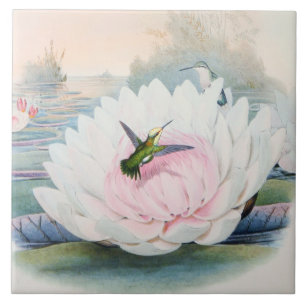 Beija-flor Chlorostilbon Portmanni por Gould