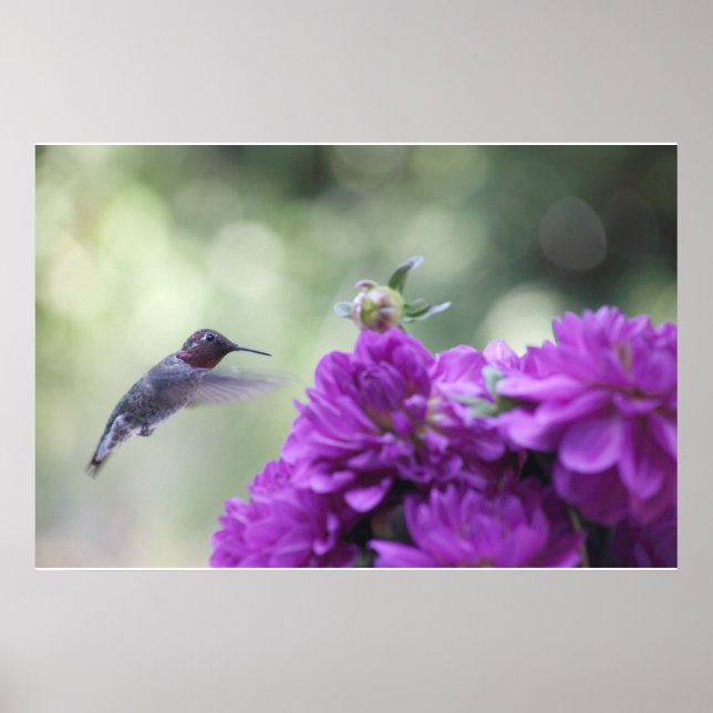 beija-flor com poster de dahlias roxo (Frente)