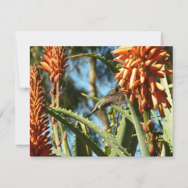 Beija-flor-de-garganta-preta em Voo (Frente)