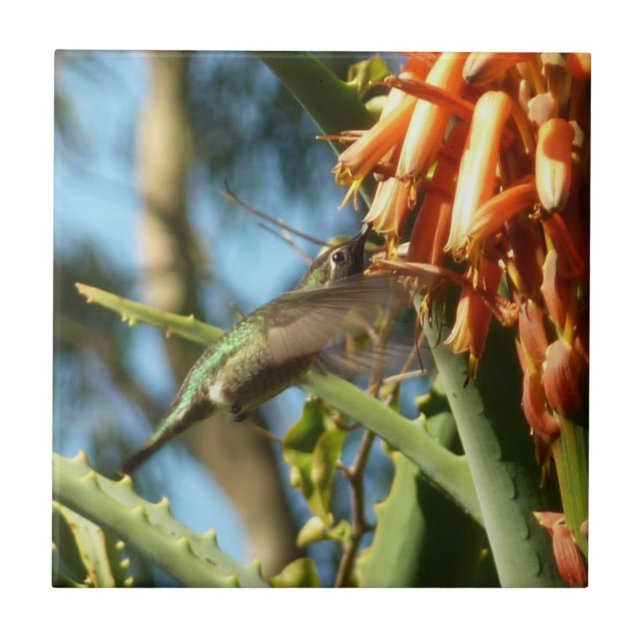 Beija-flor-de-garganta-preta em Voo (Frente)