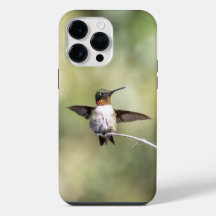 Beija-flor-de-garganta-rubi