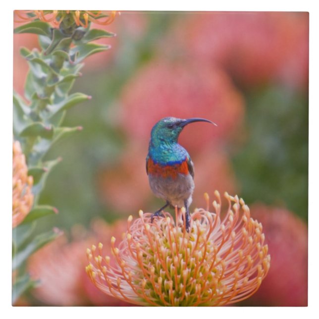 Beija-flor-de-peito-escamoso (Frente)