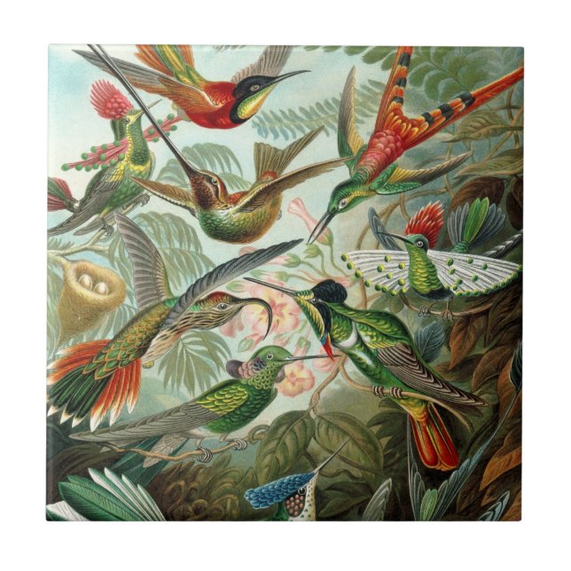 Beija-flores por Ernst Haeckel, Árvores de Pássaro (Frente)
