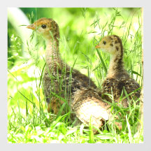 Beija Turquia Decal do Chão