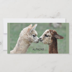Beijando cartões de fotos Alpacas