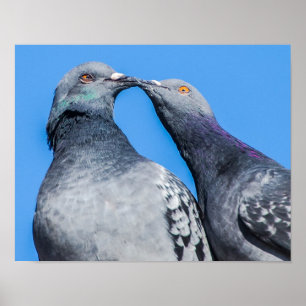 Beijando o impressão dos pombos