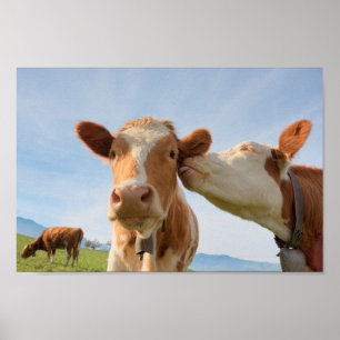 Beijar poster de vacas