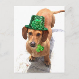 Beije-me Sou um cartão postal do Dachshund irlandê