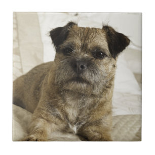 Beira Terrier