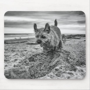 Beira Terrier que escava, fotografia, Mousepad