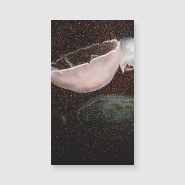 Bela água-viva (Frente)